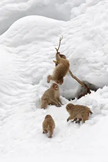 Japanese Macaque Drucke: Japanese macaque; Macaca fuscata