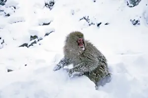 Japanese Macaque Drucke: Japanese macaque; Macaca fuscata