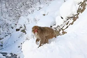Japanese Macaque Drucke: Japanese macaque; Macaca fuscata