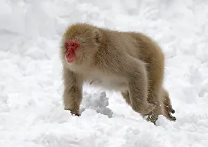 Japanese Macaque Drucke: Japanese macaque; Macaca fuscata