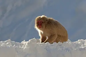 Asian Wildlife Mammals Drucke: Japanese macaque; Macaca fuscata