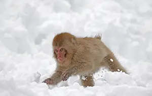 Japanese Macaque Drucke: Japanese macaque; Macaca fuscata