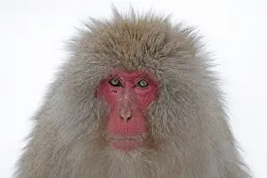 Japanese Macaque Drucke: Japanese macaque; Macaca fuscata