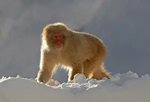 Japanese Macaque Drucke: Japanese macaque; Macaca fuscata