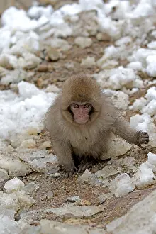 Macaca Fuscata Images Drucke: Japanese macaque; Macaca fuscata