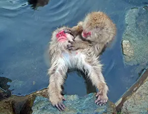 Japanese Macaque Drucke: Japanese Macaque, Macaca fuscata