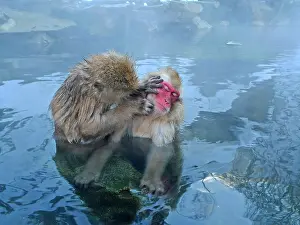 Japanese Macaque Drucke: Japanese Macaque, Macaca fuscata