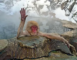Japanese Macaque Drucke: Japanese Macaque, Macaca fuscata