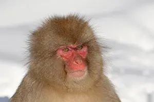 Macaca Fuscata Images Drucke: Japanese macaque; Macaca fuscata