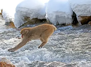 Macaca Fuscata Images Drucke: Japanese macaque; Macaca fuscata