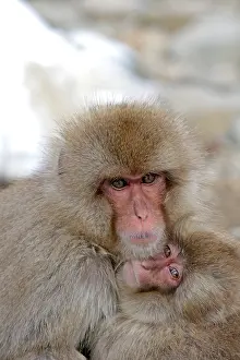 Macaca Fuscata Images Drucke: Japanese macaque; Macaca fuscata