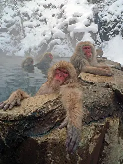 Japanese Macaque Drucke: Japanese Macaque, Macaca fuscata