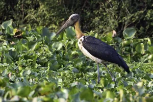 Bilder Datiert 27. Februar 2016: Java-Marabu, Lesser Adjutant, Leptoptilos javanicus