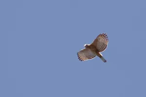 Nature Reserve Indonesia Drucke: Javan Hawk-Eagle, Nisaetus bartelsi