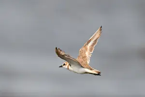 Nature Photography In Asia Drucke: Javan Plover, Charadrius javanicus