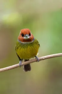 Peru Bird Species Drucke: Johnson's Tody-tyrant