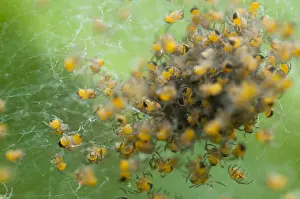 Bilder Datiert 29. Mai 2012: Junge Spinnetjes, Spiderlings
