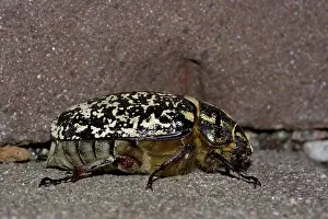 Pine Chafer Drucke: Julikever, Pine chafer