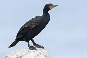 Bilder Datiert 11. November 2012: Kaapse Aalscholver, Kapkormoran, Phalacrocorax capensis