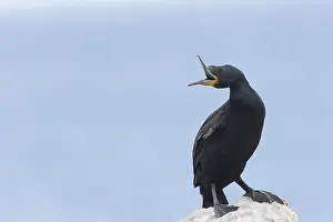Phalacrocorax Capensis Drucke: Kaapse Aalscholver, Cape Cormorant, Phalacrocorax capensis