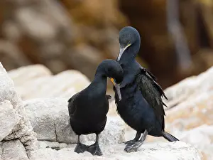 Phalacrocorax Capensis Drucke: Kaapse Aalscholver, Cape Cormorant, Phalacrocorax capensis