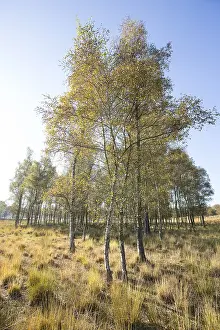 European Wilderness Areas Drucke: Kalmoutse Heide