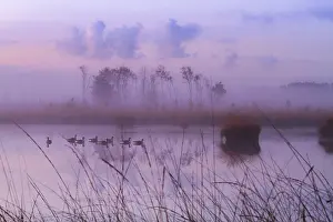 Bilder Datiert 3. November 2016: Kalmthoutse Heide