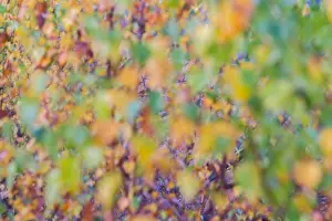 Bilder Datiert 3. November 2016: Kalmthoutse Heide