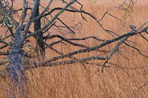 Bilder Datiert 3. November 2016: Kalmthoutse Heide