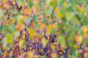 Bilder Datiert 3. November 2016: Kalmthoutse Heide