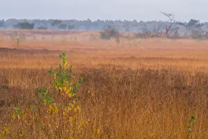 Bilder Datiert 3. November 2016: Kalmthoutse Heide