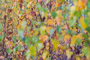 Bilder Datiert 3. November 2016: Kalmthoutse Heide