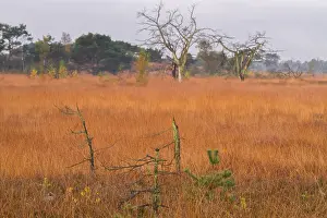 Bilder Datiert 3. November 2016: Kalmthoutse Heide
