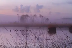 Bilder Datiert 3. November 2016: Kalmthoutse Heide