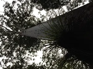 Kauri Tree Drucke: Kauri, Agathis australis