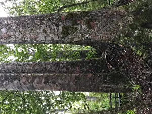 Kauri Tree Drucke: Kauri, Agathis australis