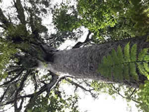 Agathis Australis Species Drucke: Kauri, Agathis australis
