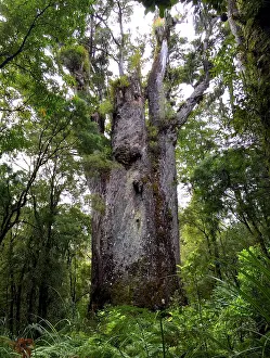 Giant Coniferous Trees Drucke: Kauri, Agathis australis