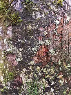 Kauri Tree Drucke: Kauri, Agathis australis