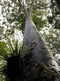 Kauri Tree Drucke: Kauri, Agathis australis