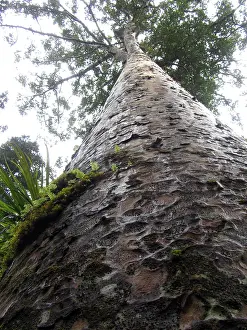 Kauri Tree Drucke: Kauri, Agathis australis