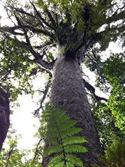Kauri Tree Drucke: Kauri, Agathis australis