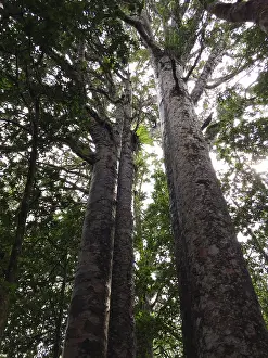 Kauri Trees New Zealand Drucke: Kauri, Agathis australis