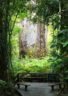 Agathis Australis Species Drucke: Kauri, Agathis australis