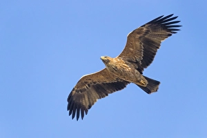 Eastern Imperial Eagle Drucke: Keizerarend, Eastern Imperial Eagle, Aquila heliaca