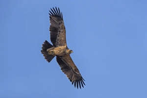 Eastern Imperial Eagle Drucke: Keizerarend, Eastern Imperial Eagle, Aquila heliaca