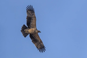 Eastern Imperial Eagle Drucke: Keizerarend, Eastern Imperial Eagle, Aquila heliaca