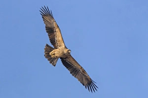 Eastern Imperial Eagle Drucke: Keizerarend, Eastern Imperial Eagle, Aquila heliaca