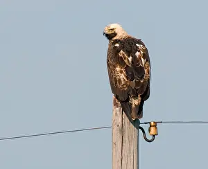 Eastern Imperial Eagle Drucke: Keizerarend, Eastern Imperial Eagle, Aquila heliaca