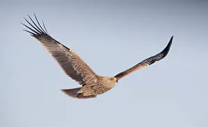 Eastern Imperial Eagle Drucke: Keizerarend, Eastern Imperial Eagle, Aquila heliaca